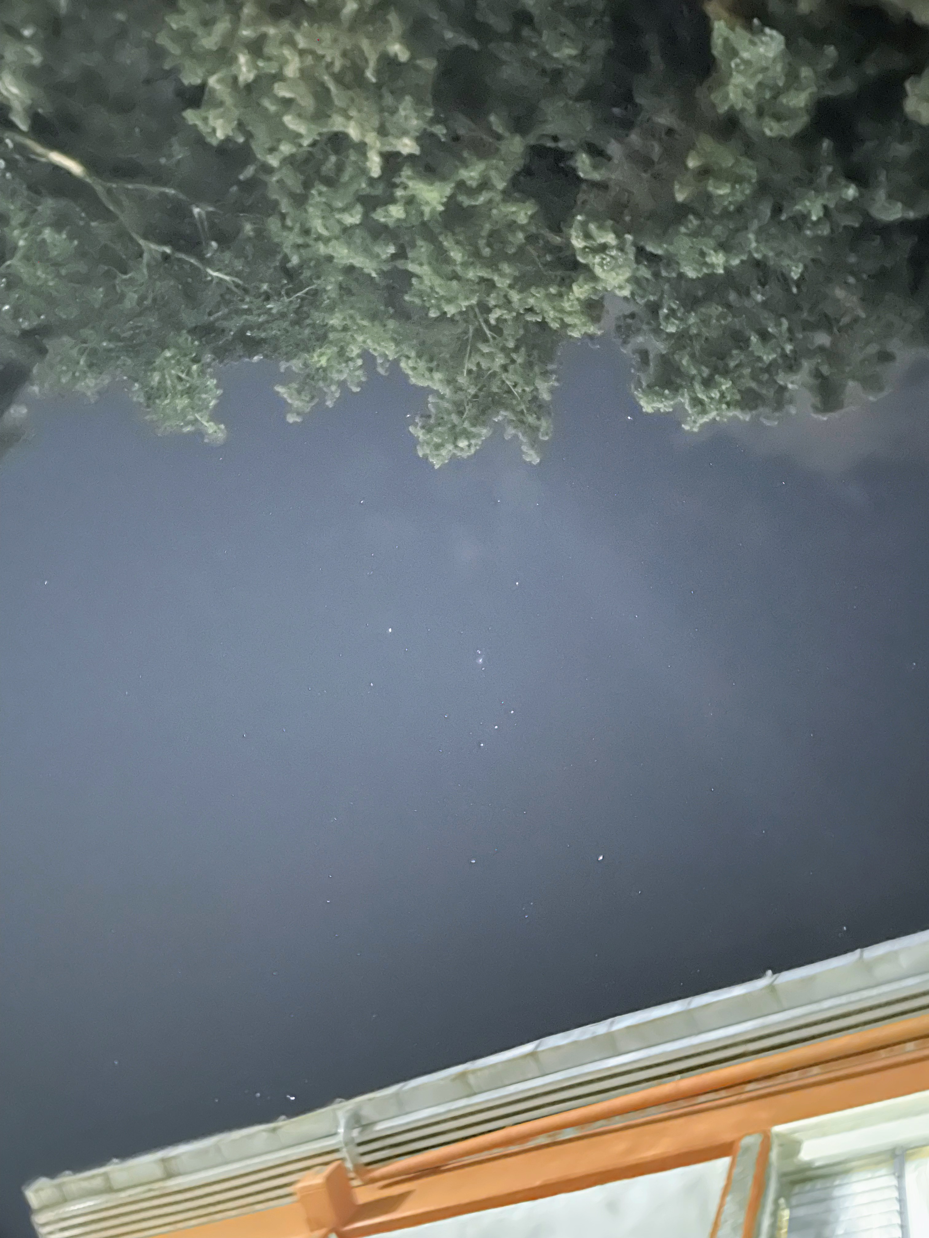 The Orion Constellation