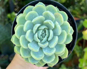 Echeveria Elegans