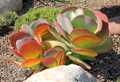 Kalanchoe thyrsiflora