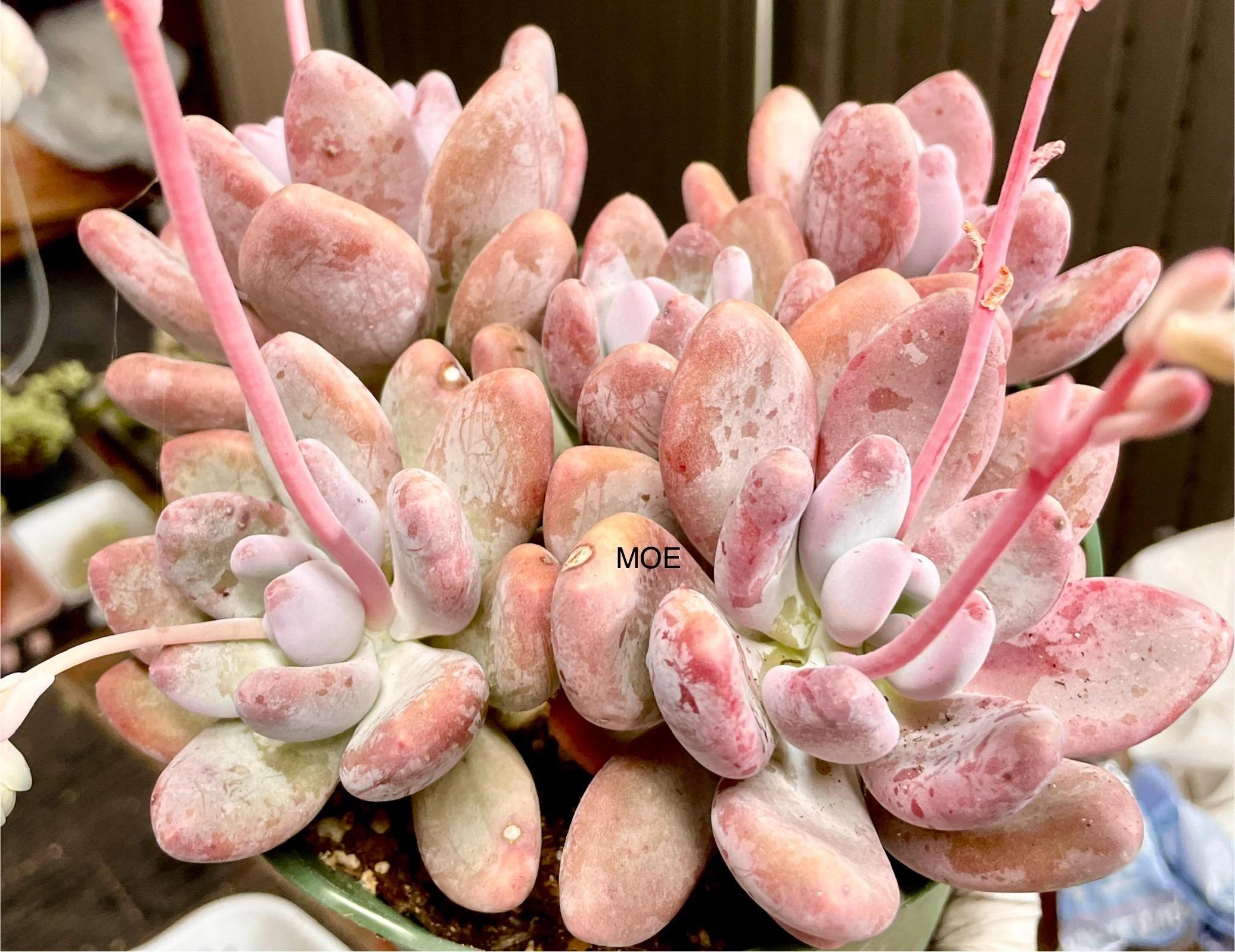 Pachyphytum oviferum