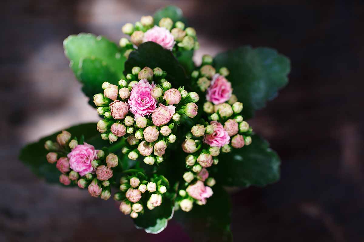 Kalanchoe blossfeldiana
