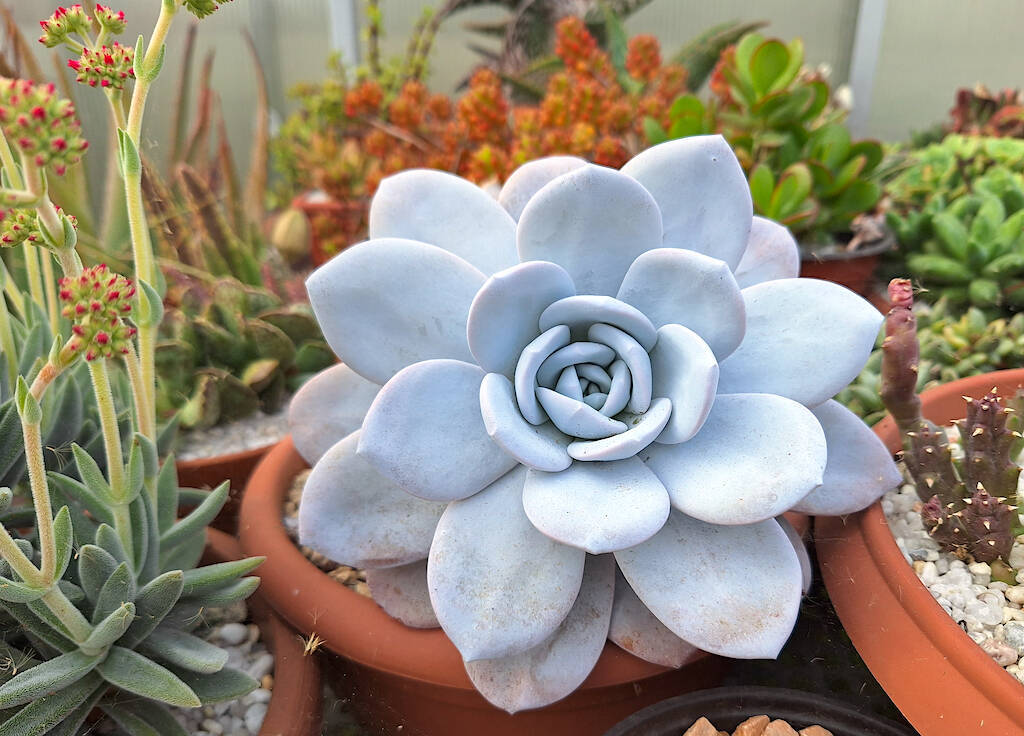 Echeveria Laui