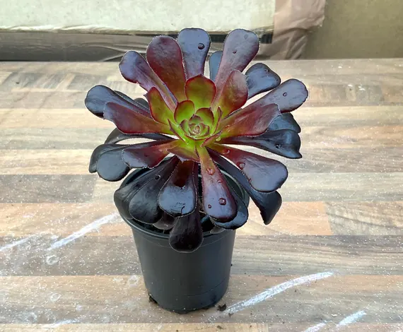 Aeonium arboreum Schwarzkopf