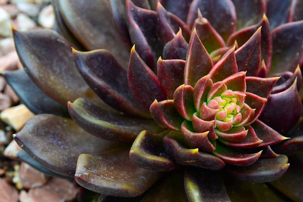 Echeveria Black Prince
