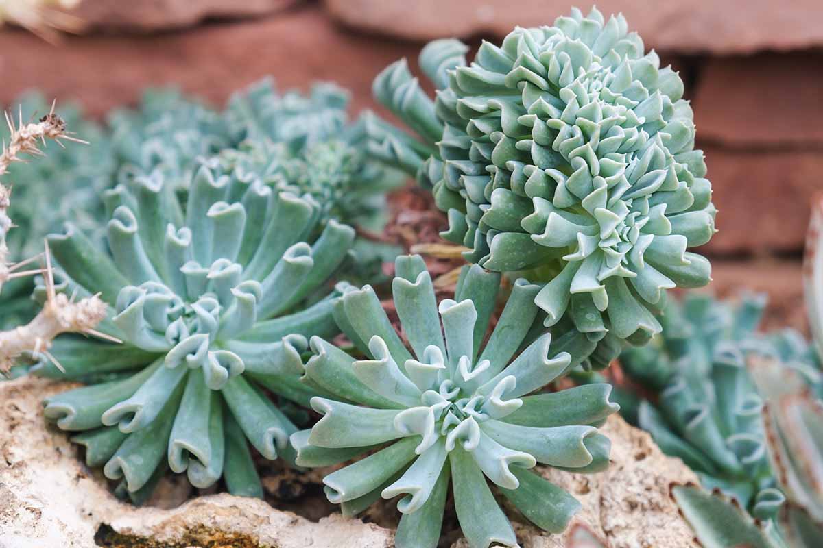 Echeveria Runyonii Topsy Turvy